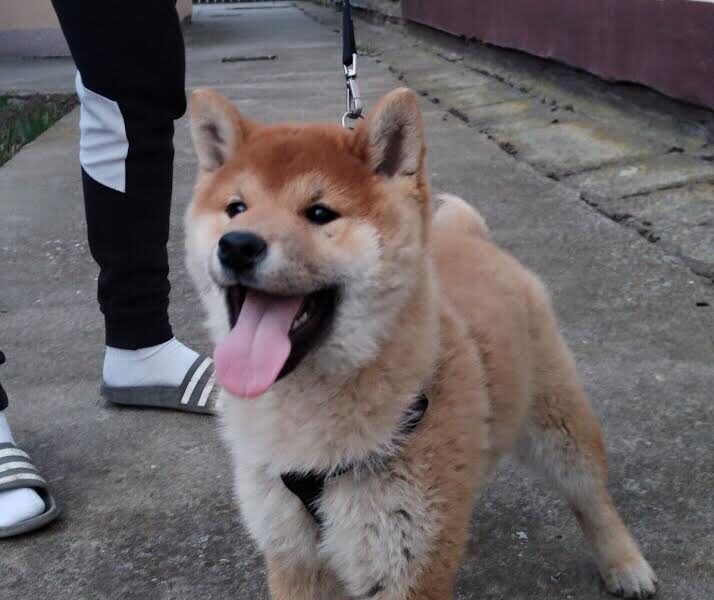 Shiba inu