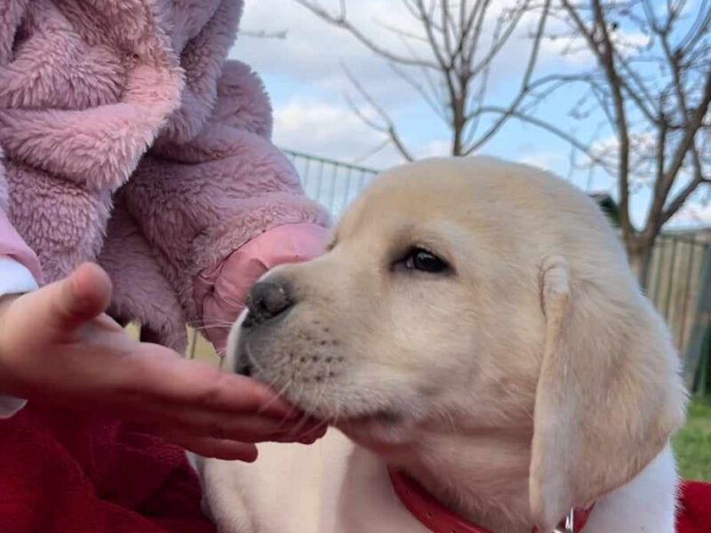 Labrador retriver štenci