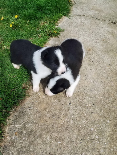 Štenci Border collie