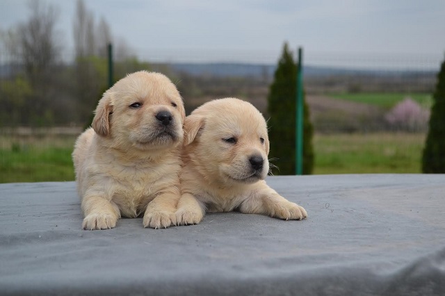 Labrador retriver