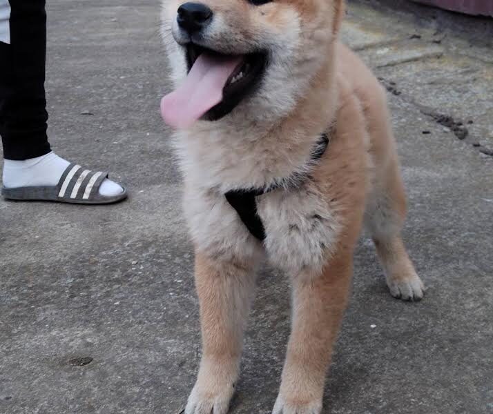 Shiba inu