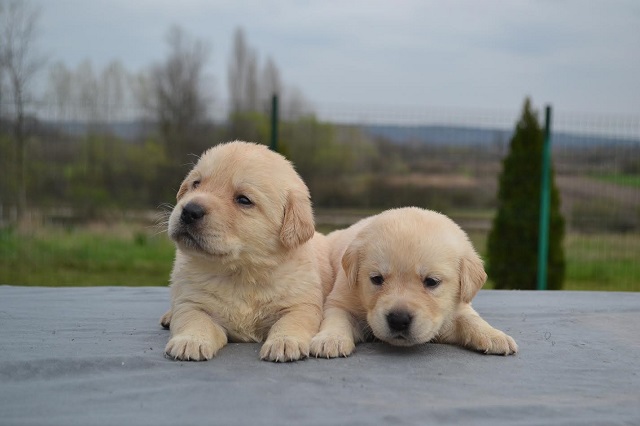 Labrador retriver