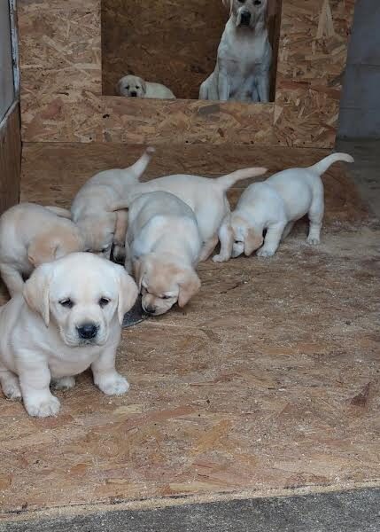 Labrador retriver