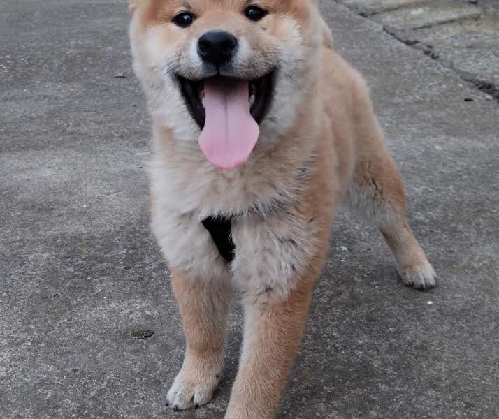 Shiba inu