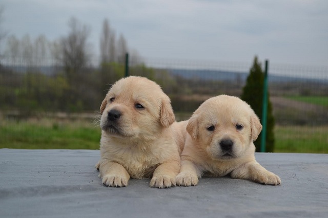 Labrador retriver