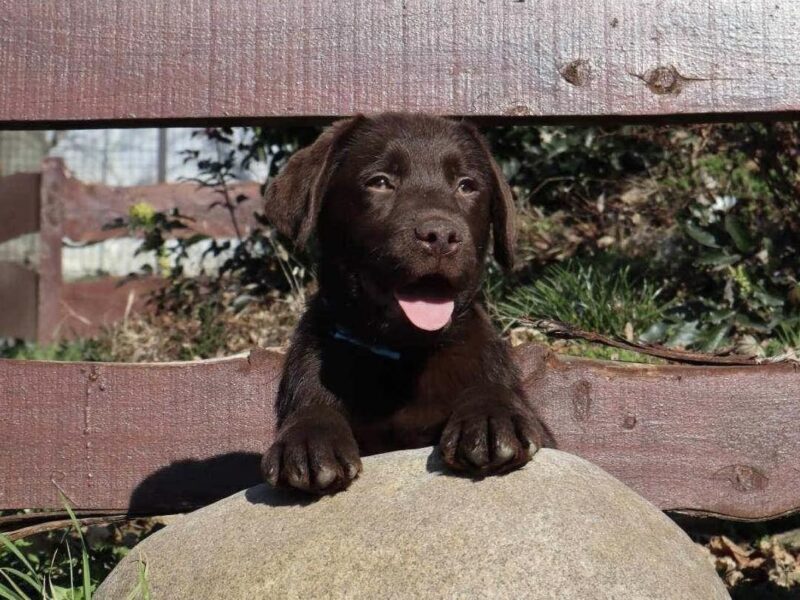 Labrador retriver čokoladni štenci