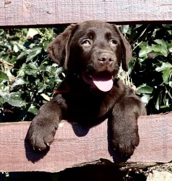 Labrador retriver čokoladni štenci