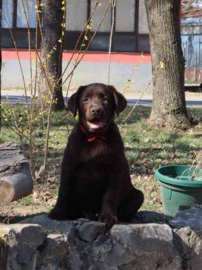 Labrador retriver čokoladni štenci