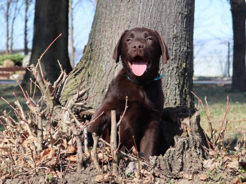 Labrador retriver čokoladni štenci