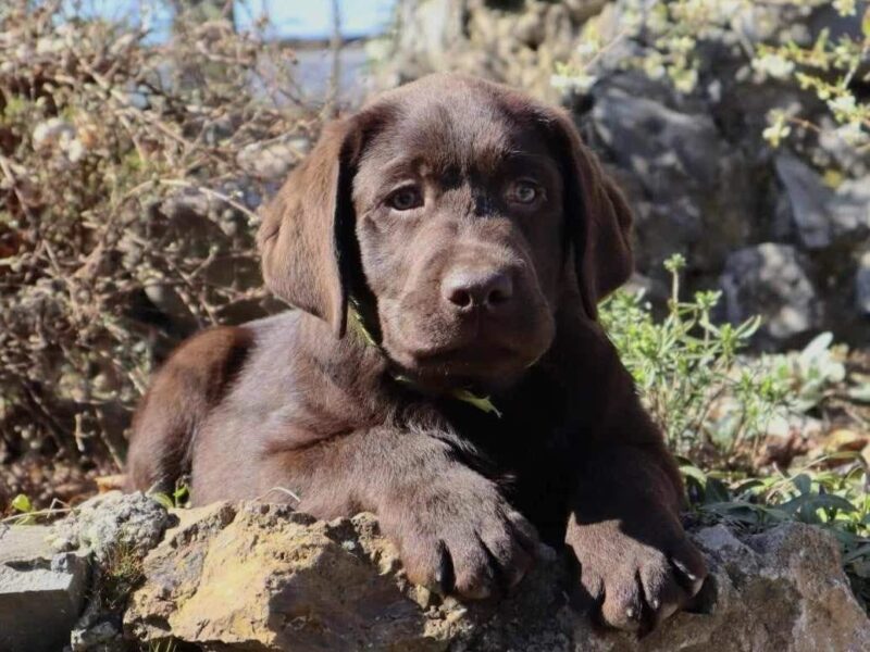 Labrador retriver čokoladni štenci