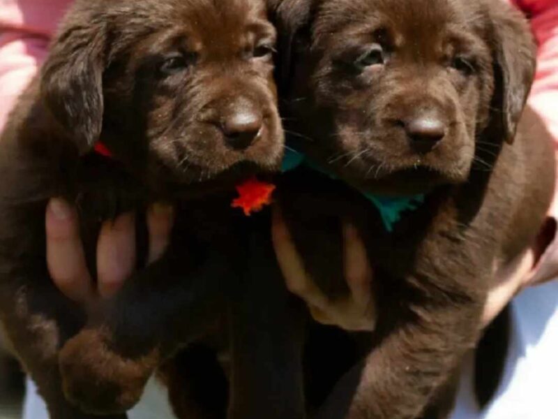 Labrador retriever štenci