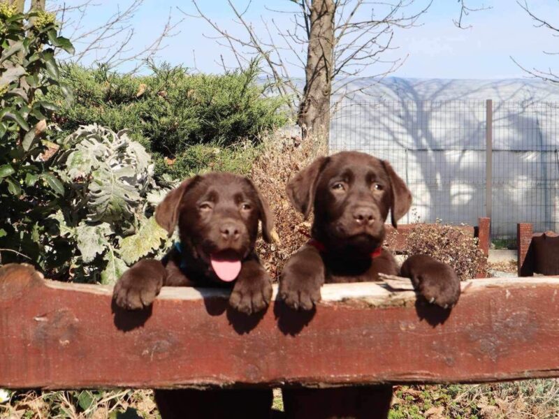 Labrador retriver čokoladni štenci