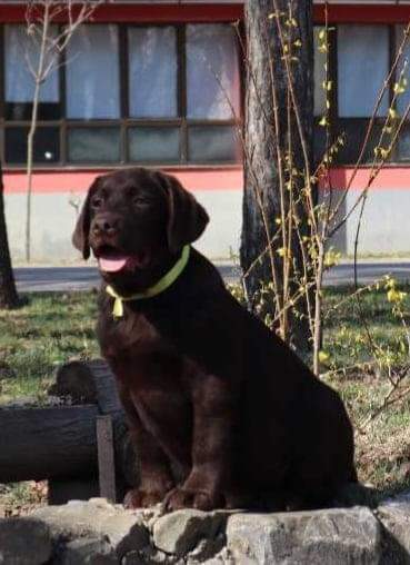 Labrador retriver čokoladni štenci