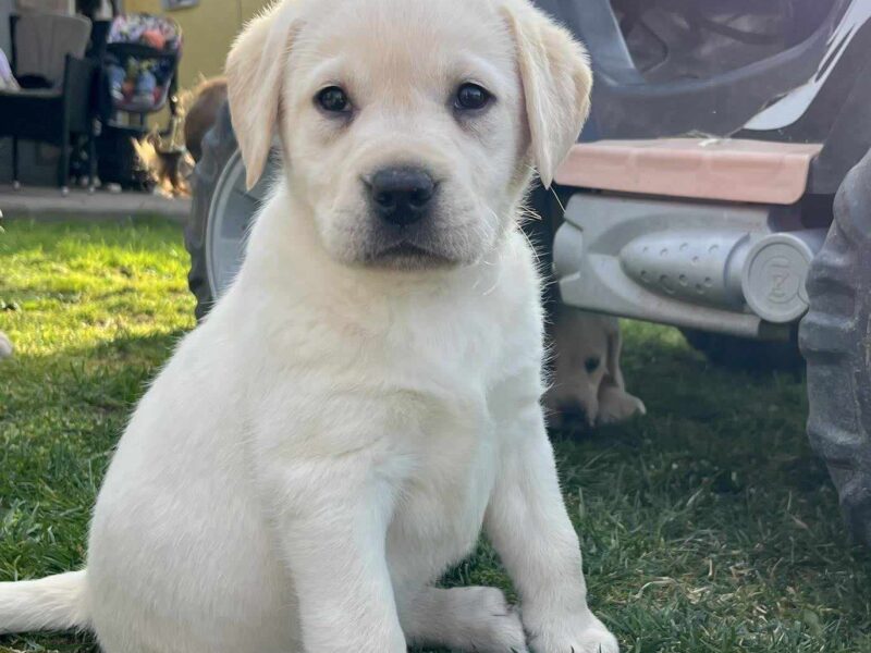 Labrador retriver štenci