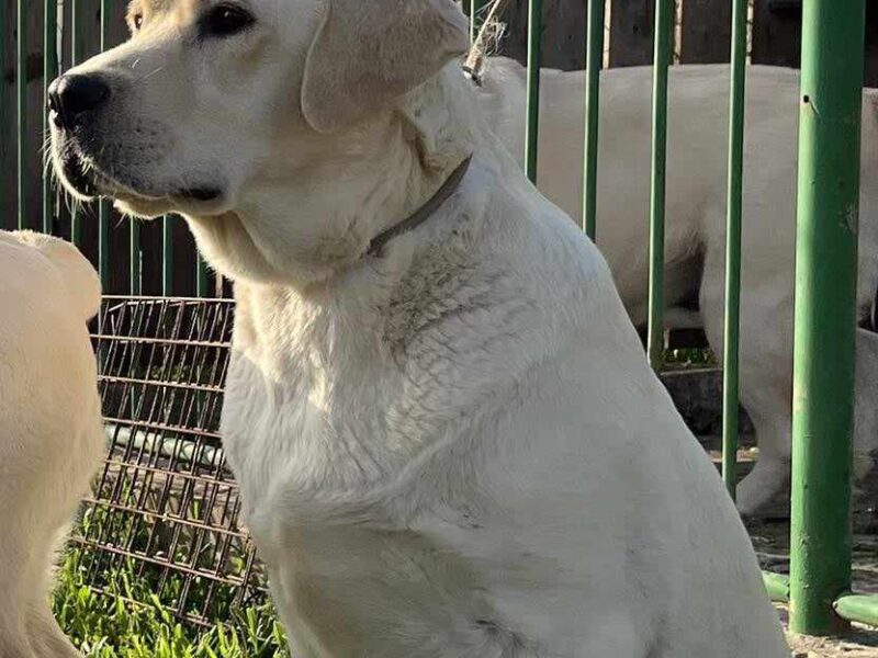 Labrador retriver štenci