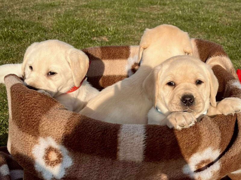 Labrador retriver štenci