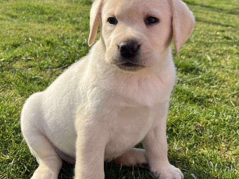 Labrador retriver štenci