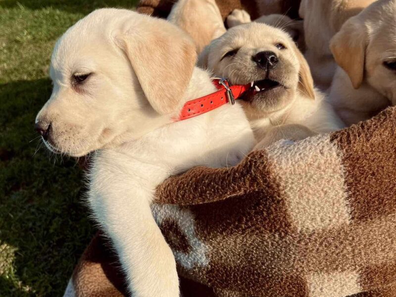 Labrador retriver štenci