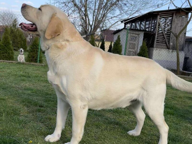 Labrador retriver štenci