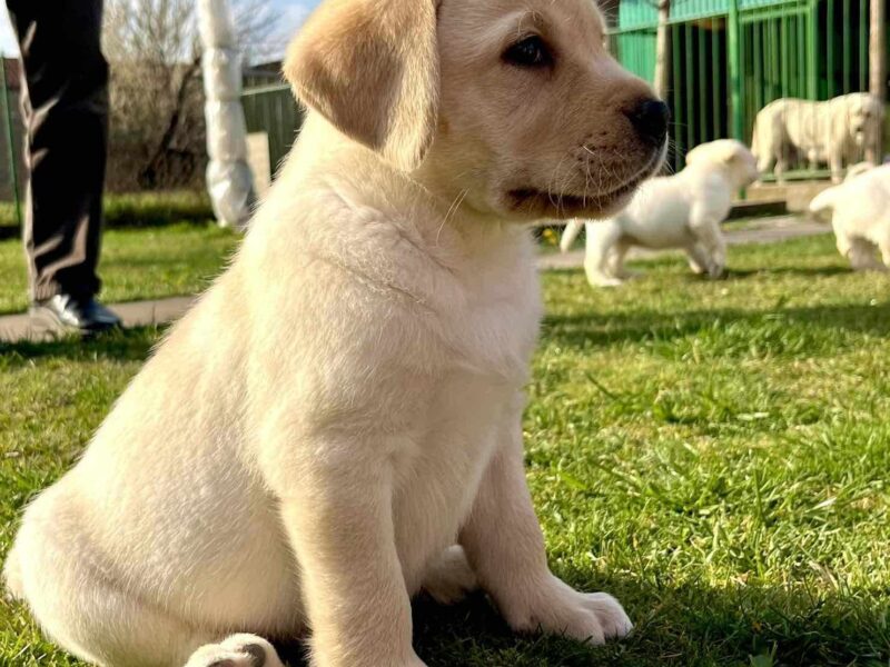 Labrador retriver štenci