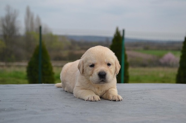 Labrador retriver