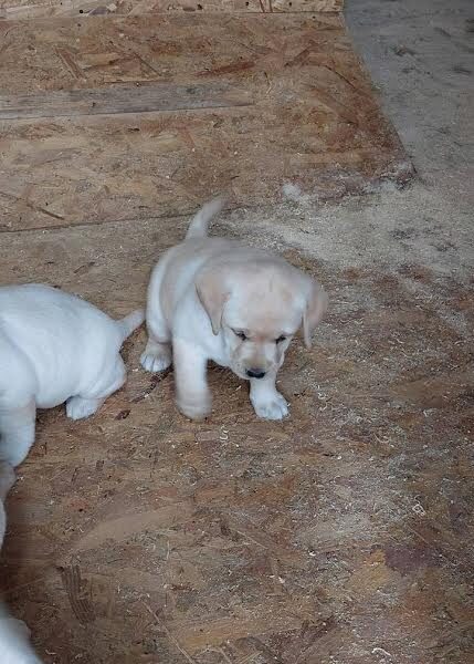 Labrador retriver