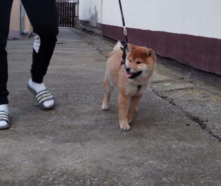 Shiba inu