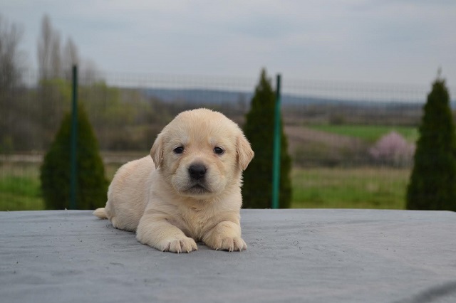 Labrador retriver