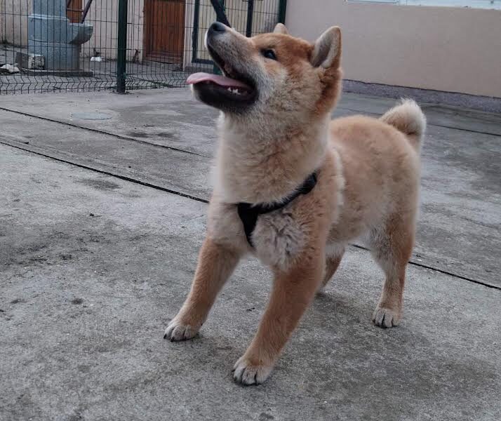 Shiba inu