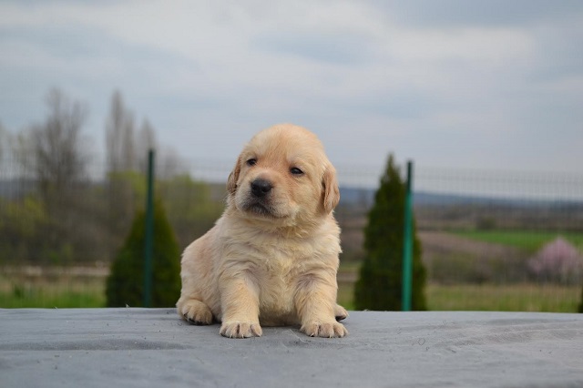 Labrador retriver