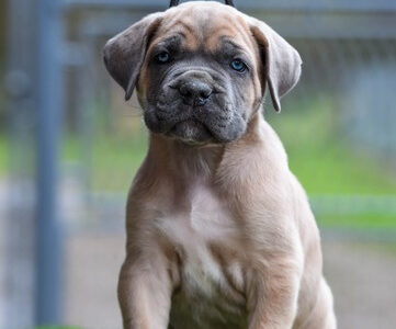 Kane Korso Cane Corso štenci