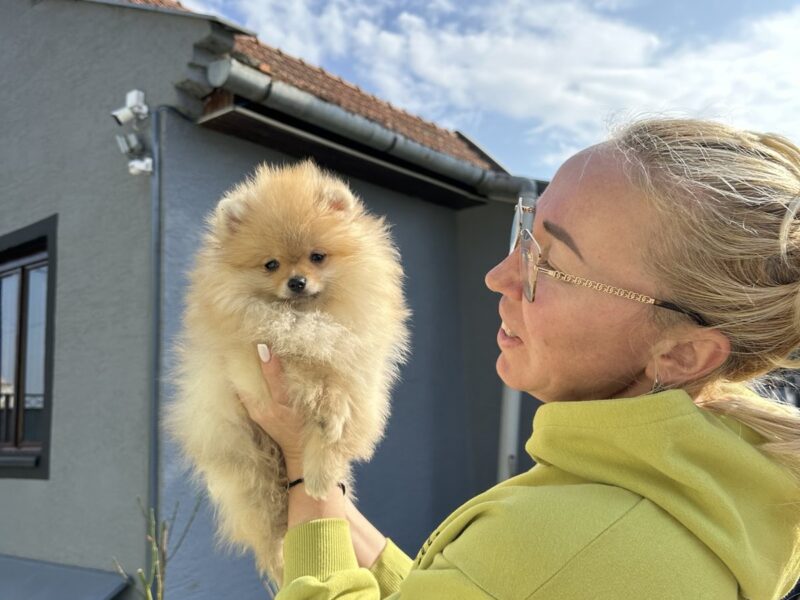 Pomeranci štenad BOO čistokrvni EU papiri