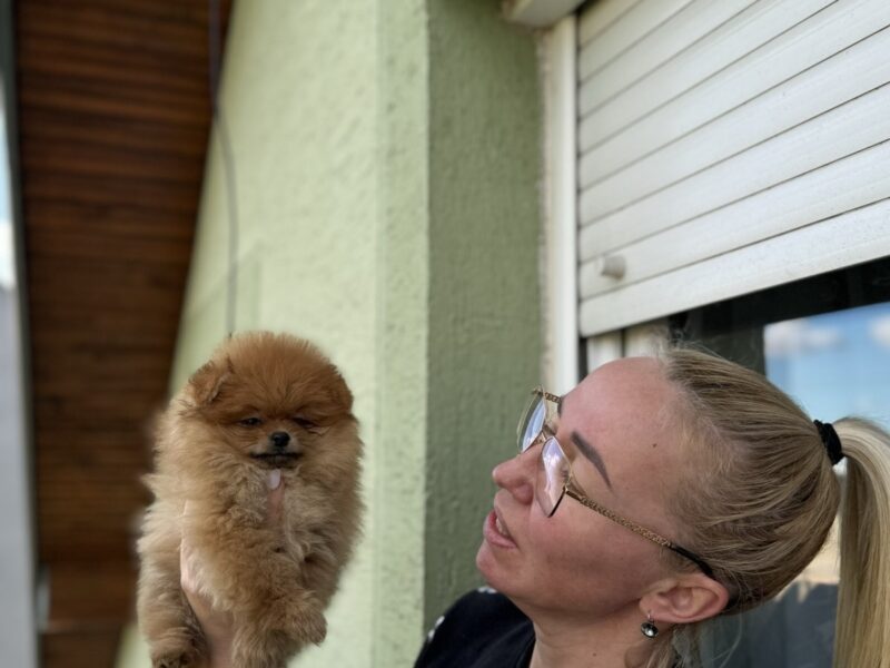 Pomeranci štenad BOO čistokrvni EU papiri