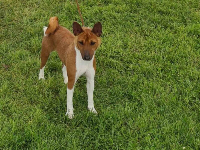 Basenji TOP stenci