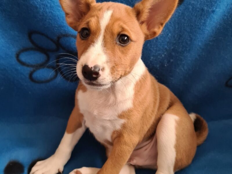 Basenji TOP stenci