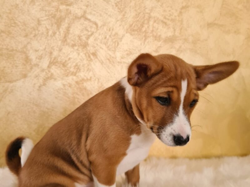 Basenji TOP stenci