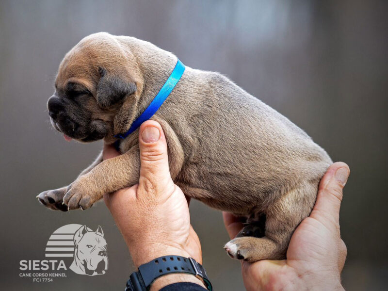 Kane Korso Cane Corso štenci