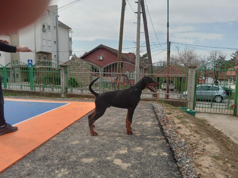 Doberman vrhunski štenci