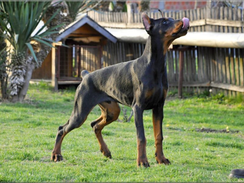 Doberman vrhunski štenci