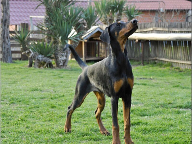 Doberman vrhunski štenci