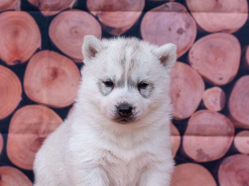 Sibirski Haski PRELEPI štenci