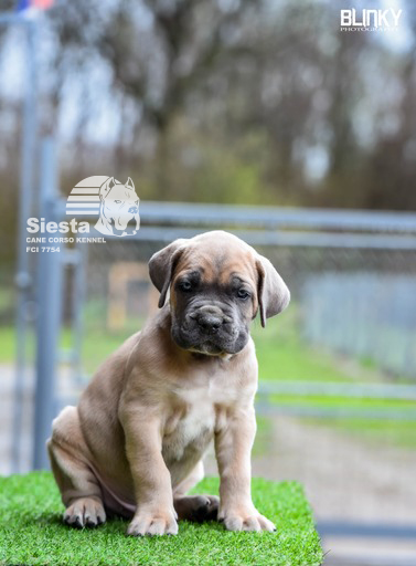 Kane Korso Cane Corso štenci