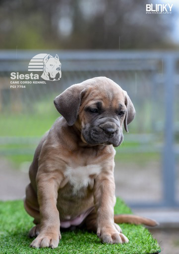 Kane Korso Cane Corso štenci