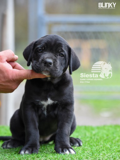 Kane Korso Cane Corso štenci