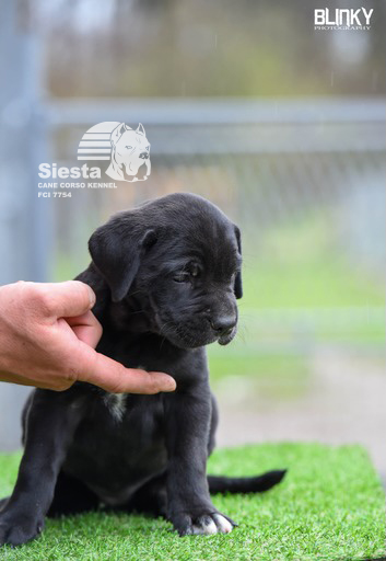 Kane Korso Cane Corso štenci