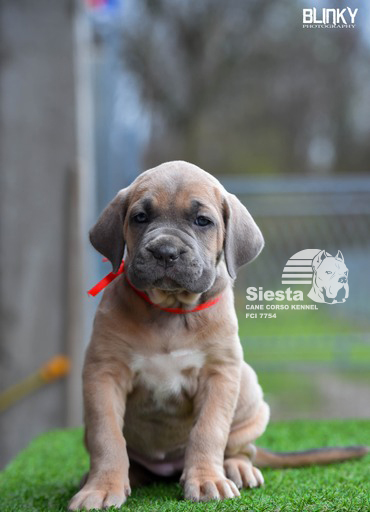 Kane Korso Cane Corso štenci