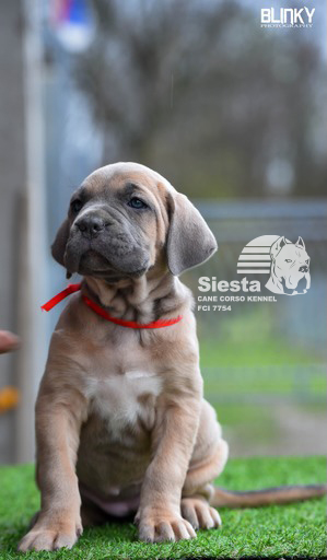 Kane Korso Cane Corso štenci