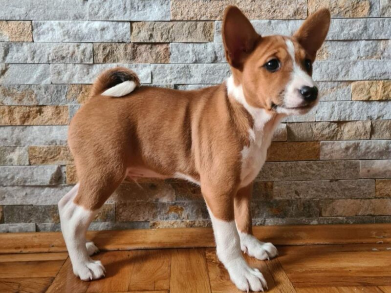 Basenji TOP stenci