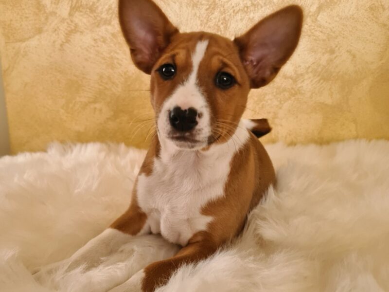 Basenji TOP stenci