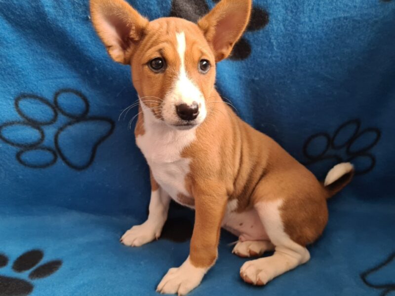 Basenji TOP stenci